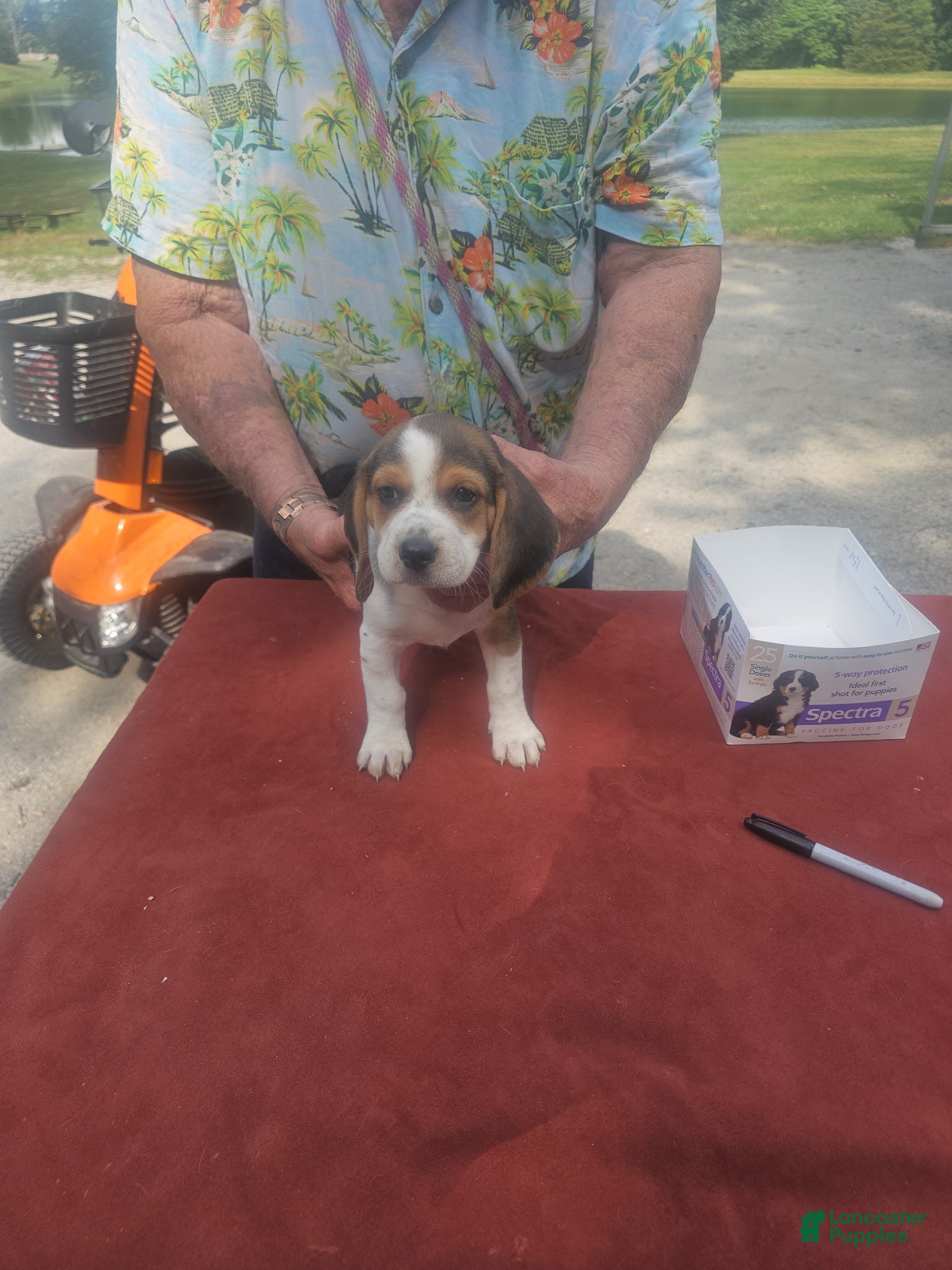 Beagle dogs AKC Tia - Ad 2