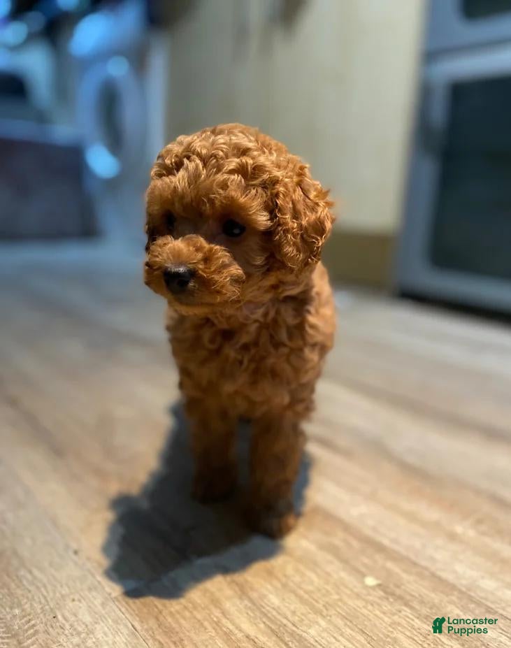 Toy Poodle dogs Stacey  - Ad 42