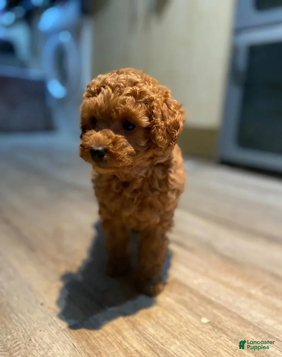 Toy Poodle dogs for sale: Stacey  - Ad 1