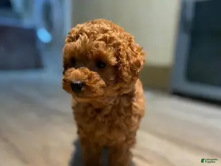 Toy Poodle dogs Stacey - Ad 42