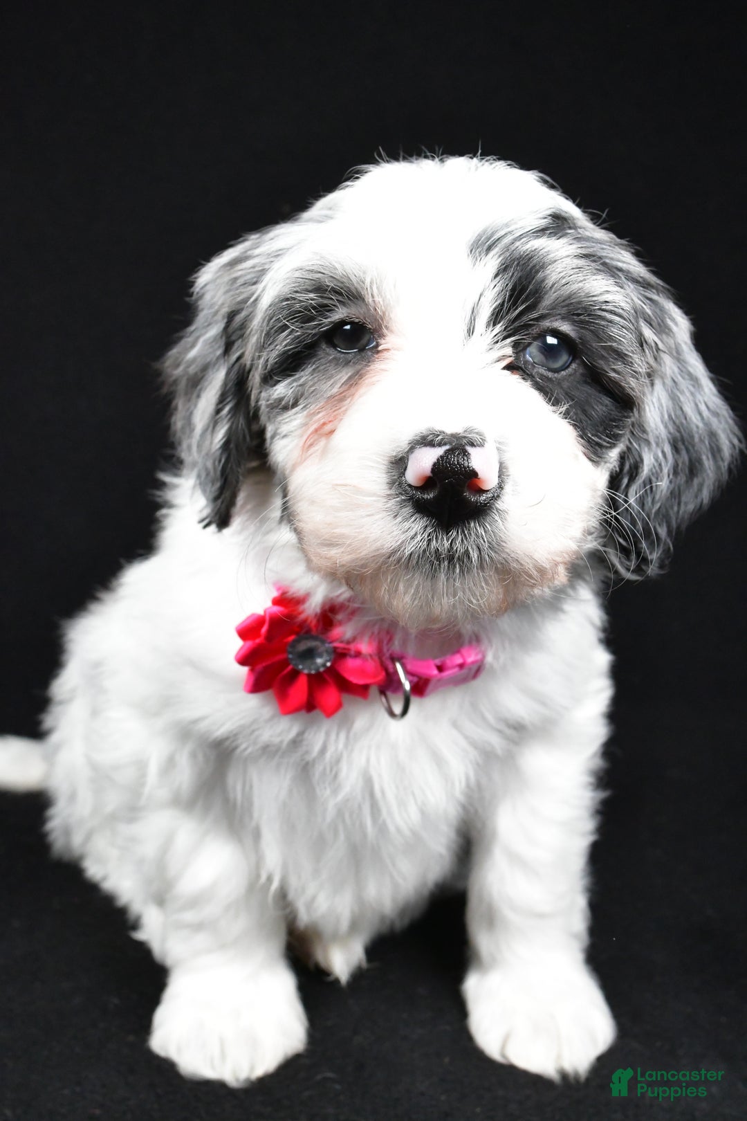 Sheepadoodle dogs for sale: Cassie - Ad 6