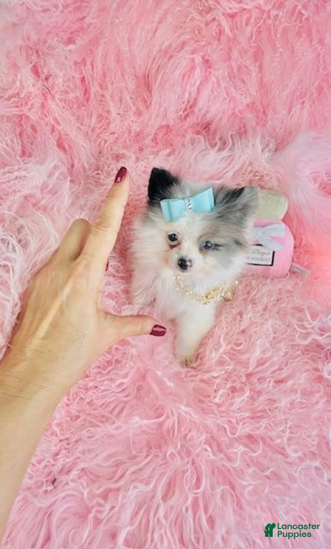Pomeranian dogs for sale: Teacup/Pocket Pomeranian Puppy 1 - Ad 3