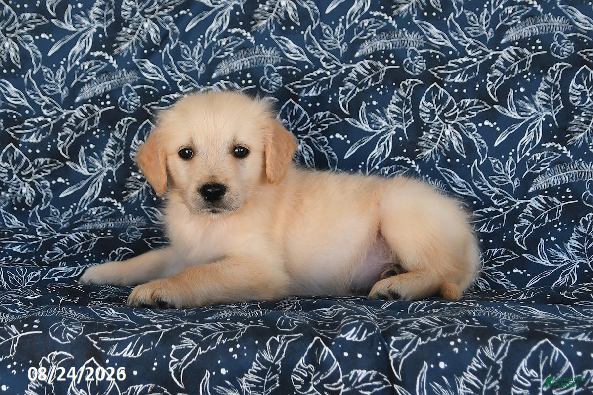 Golden Retriever dogs Tony - Ad 2