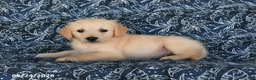 Golden Retriever dogs for sale: Tony - Ad 2