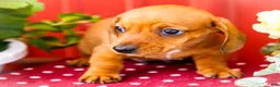 Miniature Dachshund dogs for sale: Ruben - Ad 9