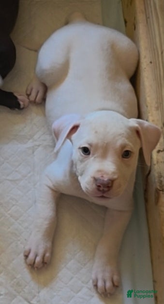 American Pit Bull Terrier dogs American Pit Bull Terrier Puppy 1 - Ad 1