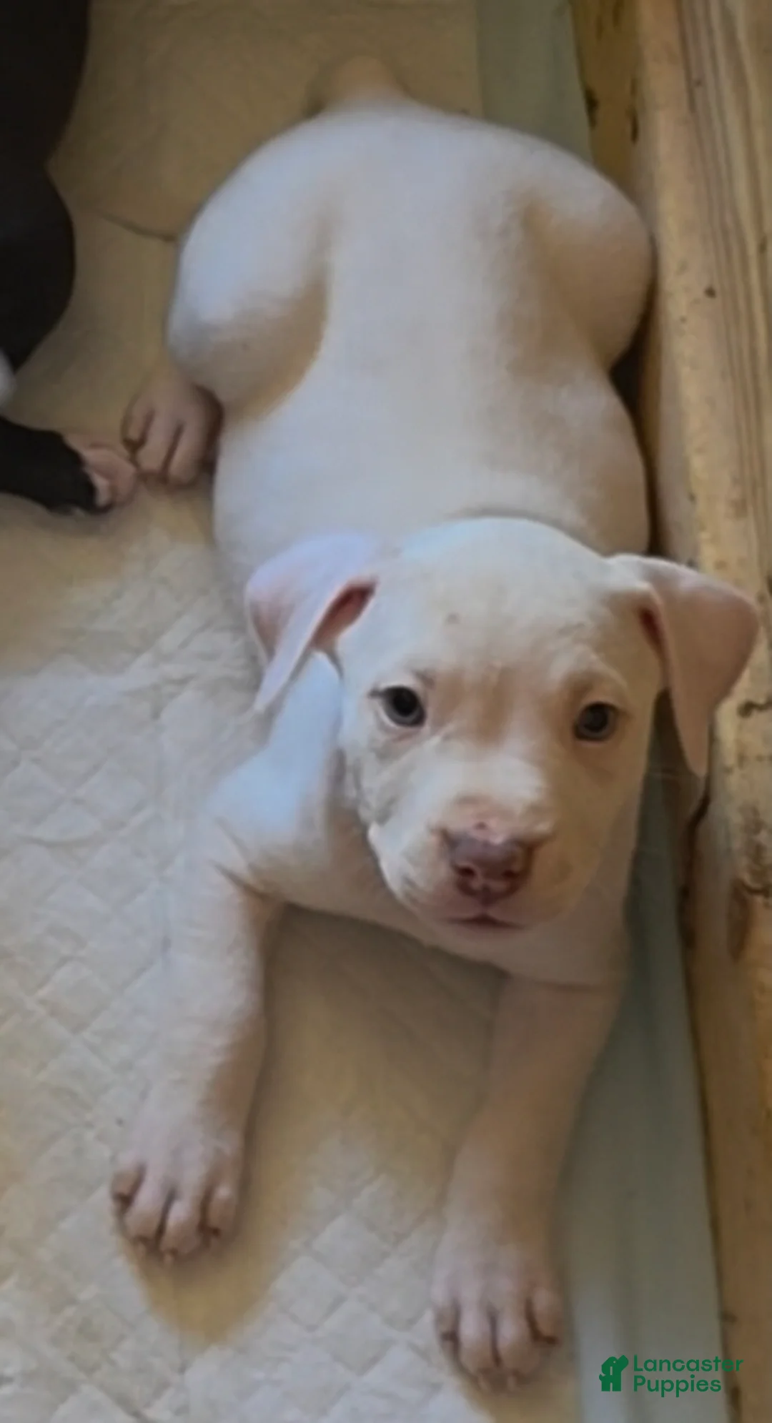 American Pit Bull Terrier dogs for sale: American Pit Bull Terrier Puppy 1 - Ad 1