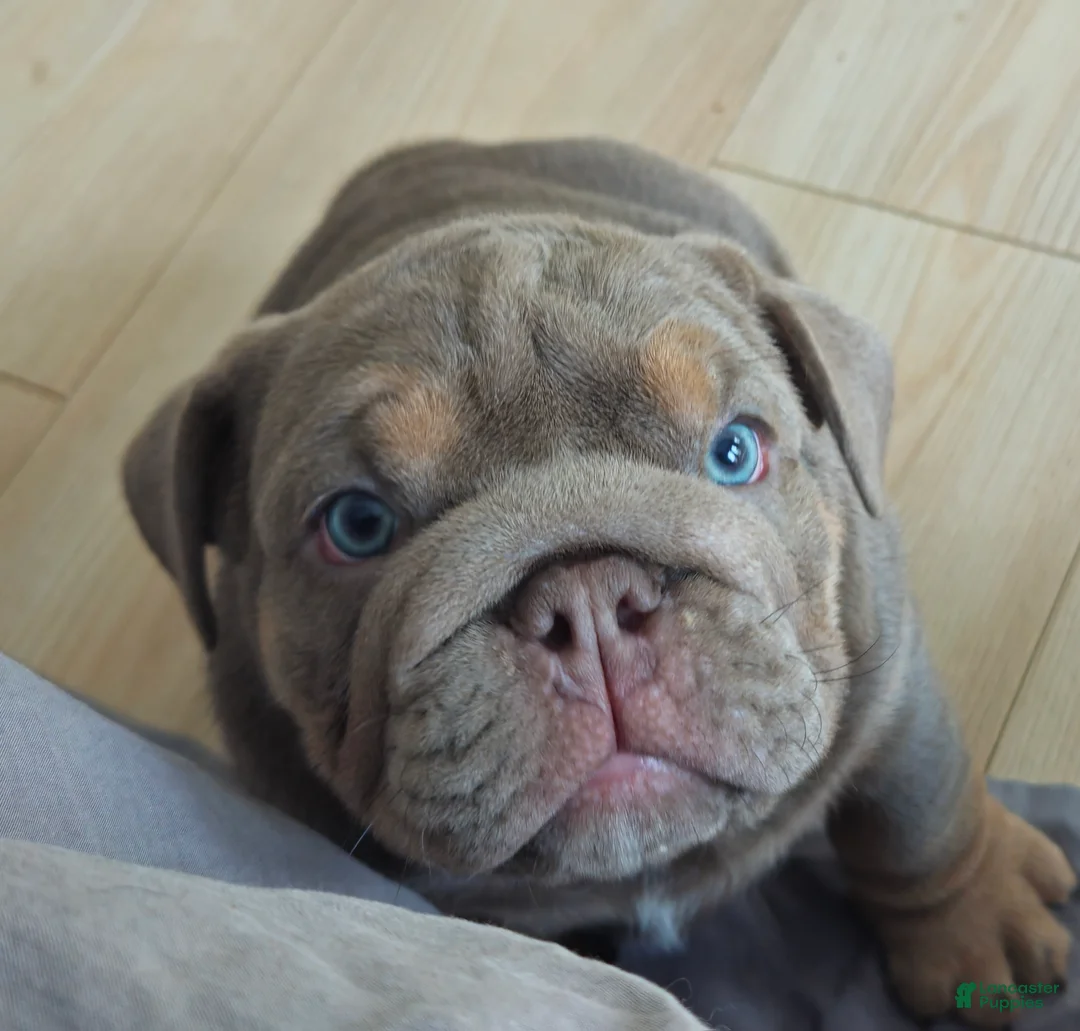 English Bulldog dogs for sale: English Bulldog Puppy 1 - Ad 1