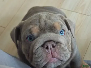 English Bulldog dogs English Bulldog Puppy 1 - Ad 12