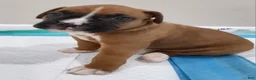 Boxer dogs for sale: BELLE - Ad 1
