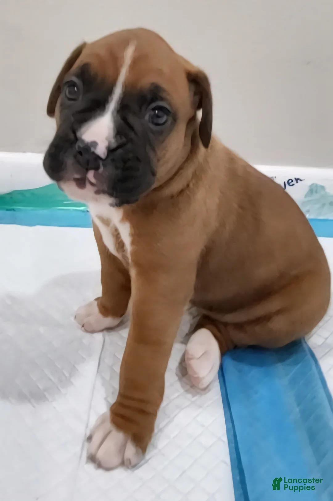 Boxer dogs for sale: BELLE - Ad 1