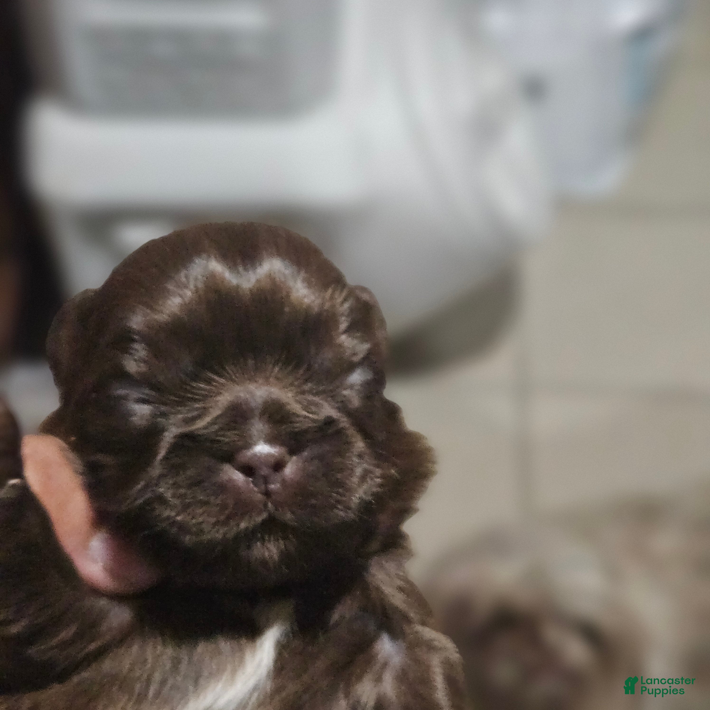 Shih Tzu dogs Nugget - Ad 13