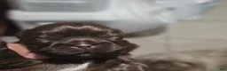 Shih Tzu dogs for sale: Nugget - Ad 1