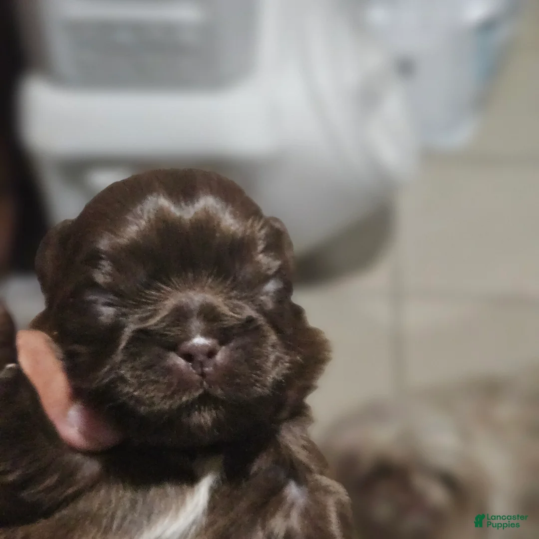 Shih Tzu dogs for sale: Nugget - Ad 1