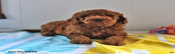Mini Goldendoodle dogs for sale: Rascal - Ad 5