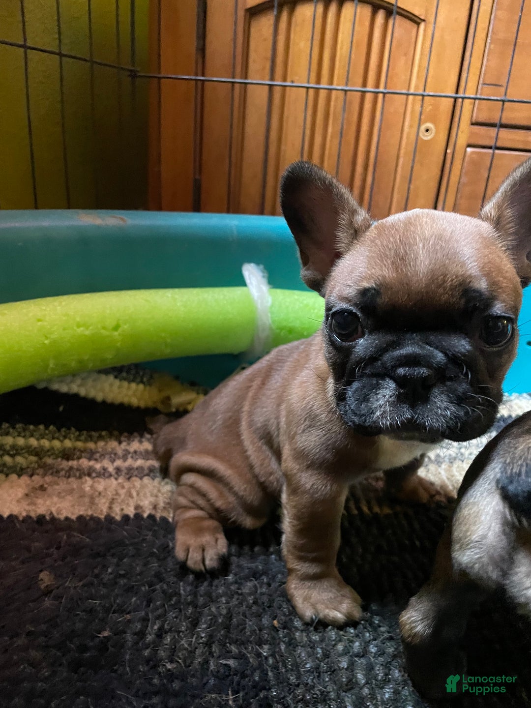 French Bulldog dogs for sale: chase  - Ad 1