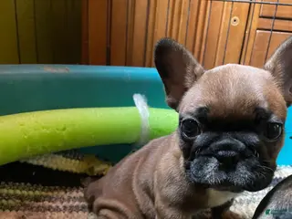 French Bulldog dogs chase - Ad 3