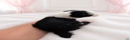 Sheepadoodle dogs for sale: Sheepadoodle 2 - Ad 6