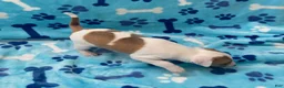 Italian Greyhound dogs for sale: Italian Greyhound Puppy 1 - Ad 5