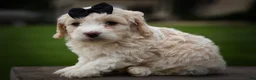 Cavachon dogs for sale: Houston🐾💙 - Ad 13