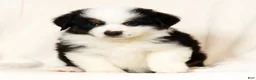 Miniature Australian Shepherd dogs for sale: Pluto - Ad 6