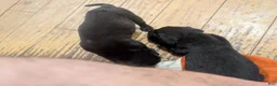 Mixed Breed dogs for sale: Black Bullmastador pup - Ad 11