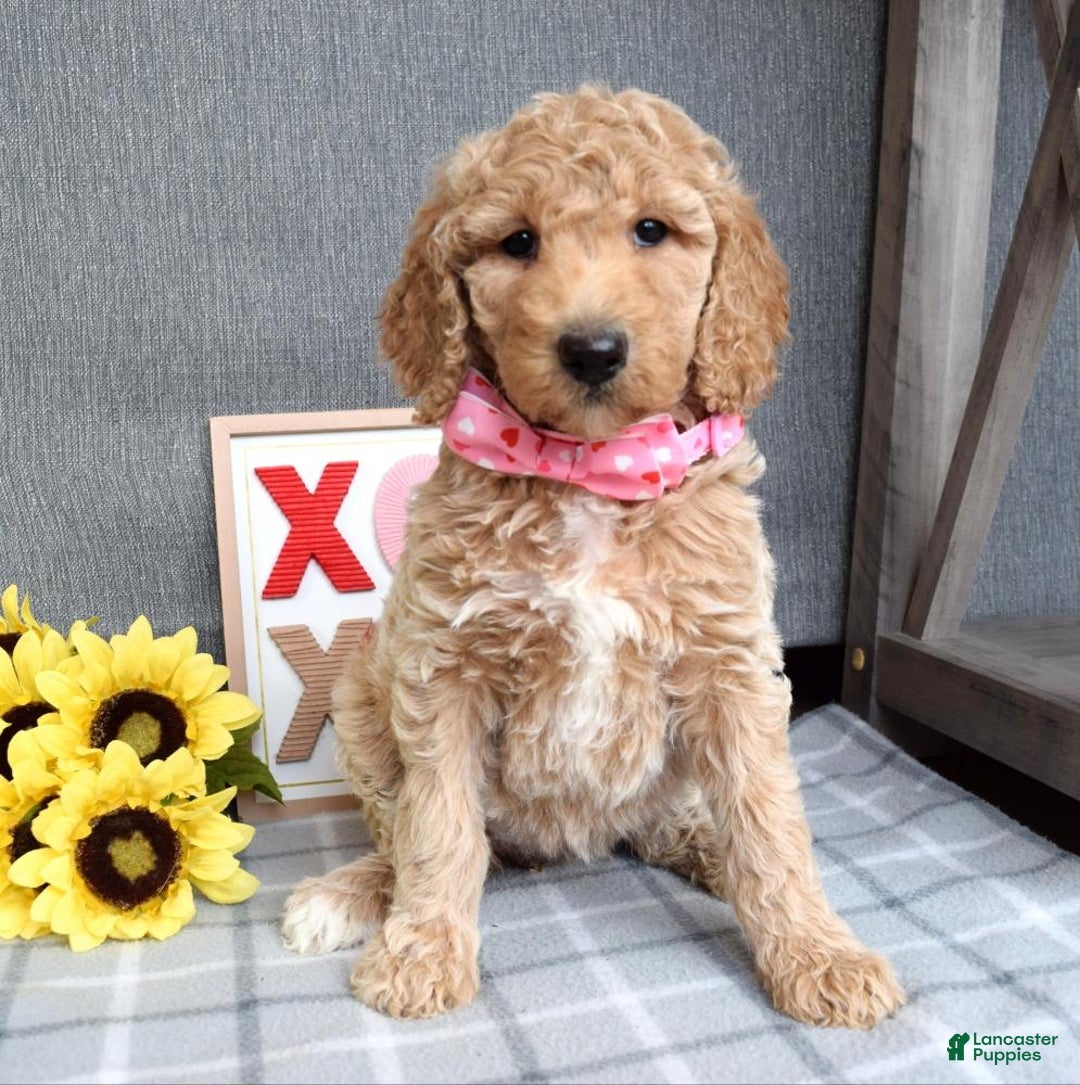 Standard Poodle dogs for sale: Camilla  - Ad 5