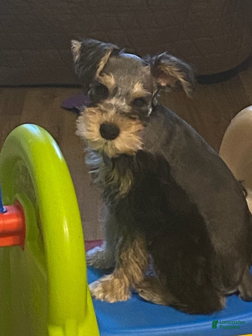 Miniature Schnauzer dogs Boy - Ad 2