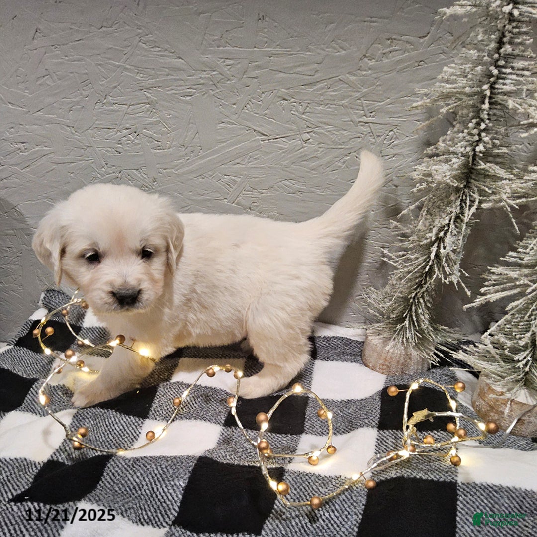 Golden Retriever dogs for sale: Emma - Ad 2