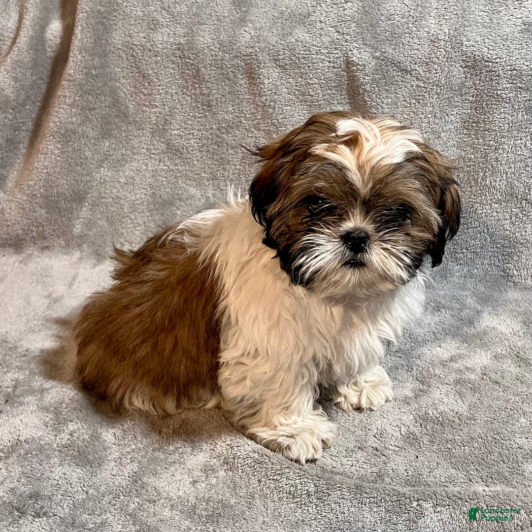 Shih Tzu dogs for sale: Milo - Ad 5