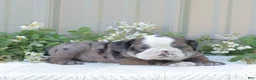 English Bulldog dogs for sale: Jet - Ad 2