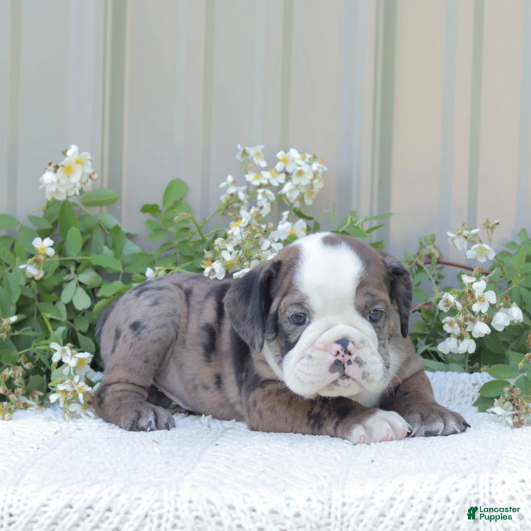 English Bulldog dogs for sale: Jet - Ad 2