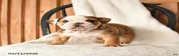 English Bulldog dogs for sale: Morton - Ad 4