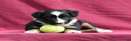 Miniature Australian Shepherd dogs for sale: Piper - Ad 9