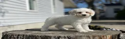 Miniature Poodle dogs for sale: Zella - Ad 4