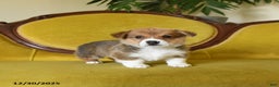 Welsh Corgi Pembroke dogs for sale: Pete - Ad 8