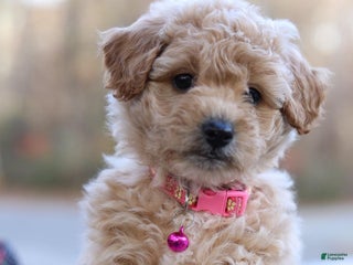 Mini Goldendoodle dogs - Ad 26