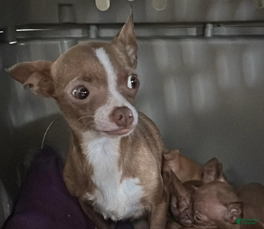 Chihuahua dogs for sale: Chihuahua Puppy 1 - Ad 6