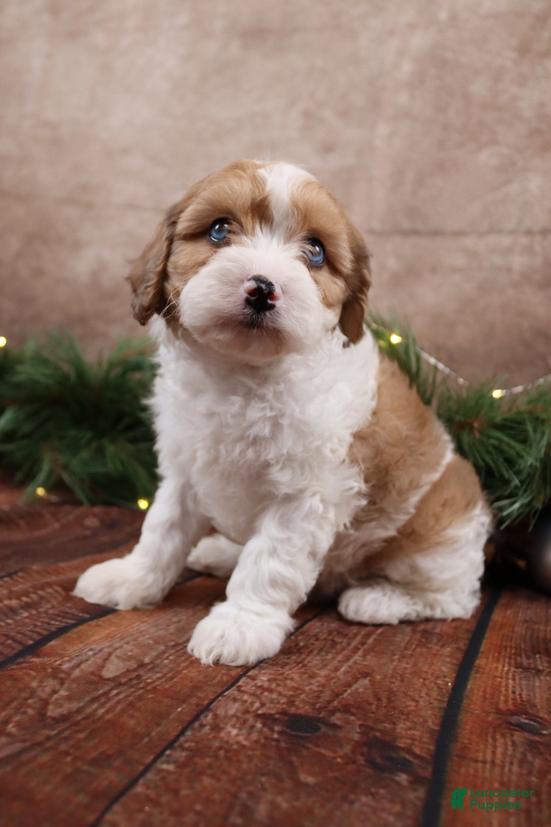 Cavapoo dogs for sale: Chris - Ad 5