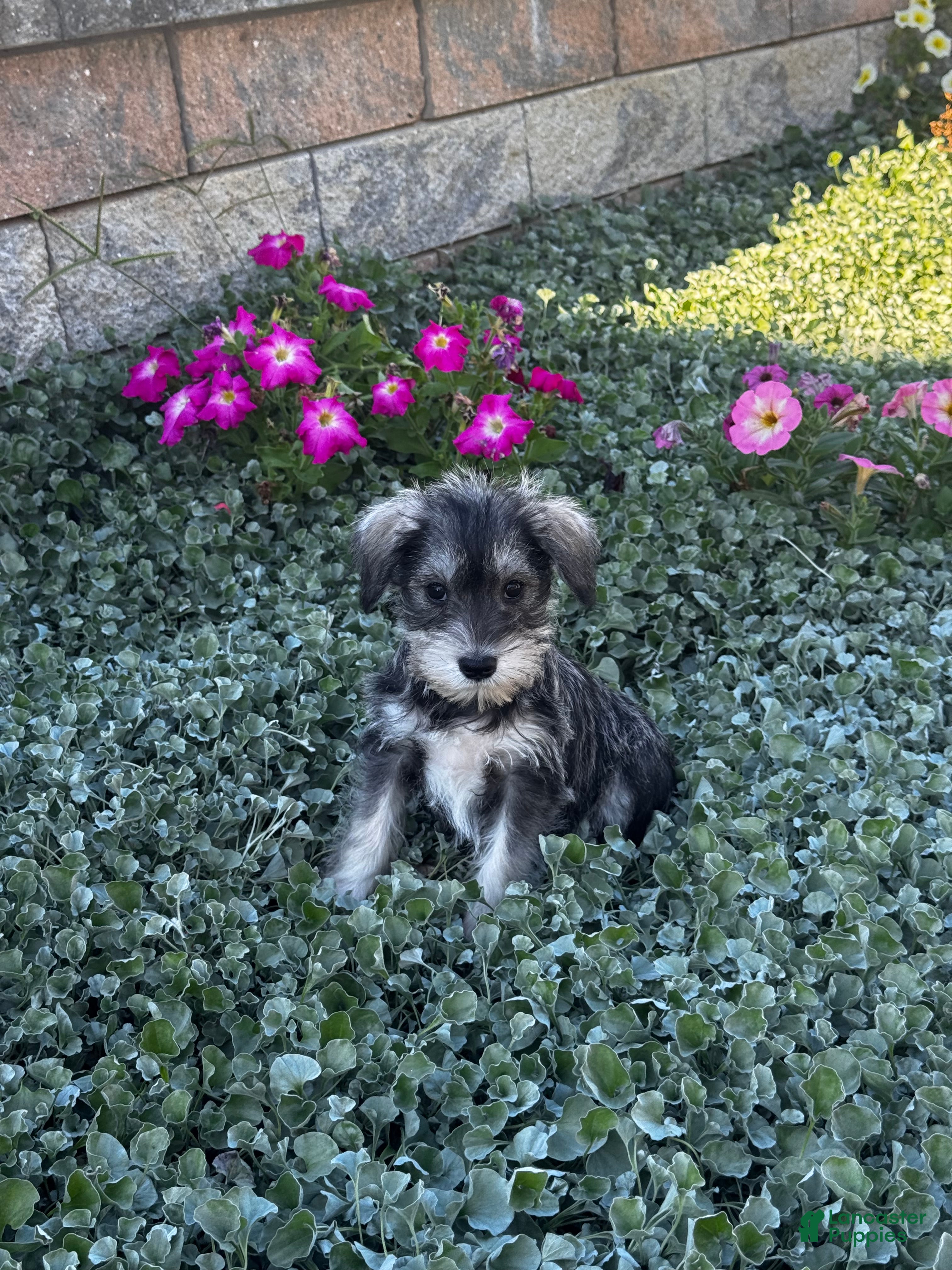Miniature Schnauzer dogs Kally - Ad 42