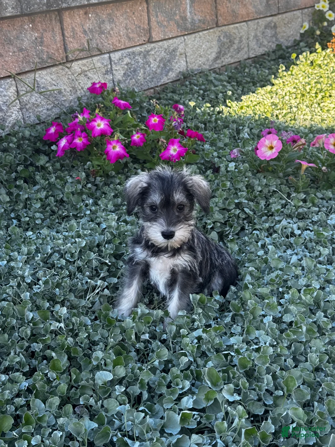 Miniature Schnauzer dogs for sale: Kally - Ad 1