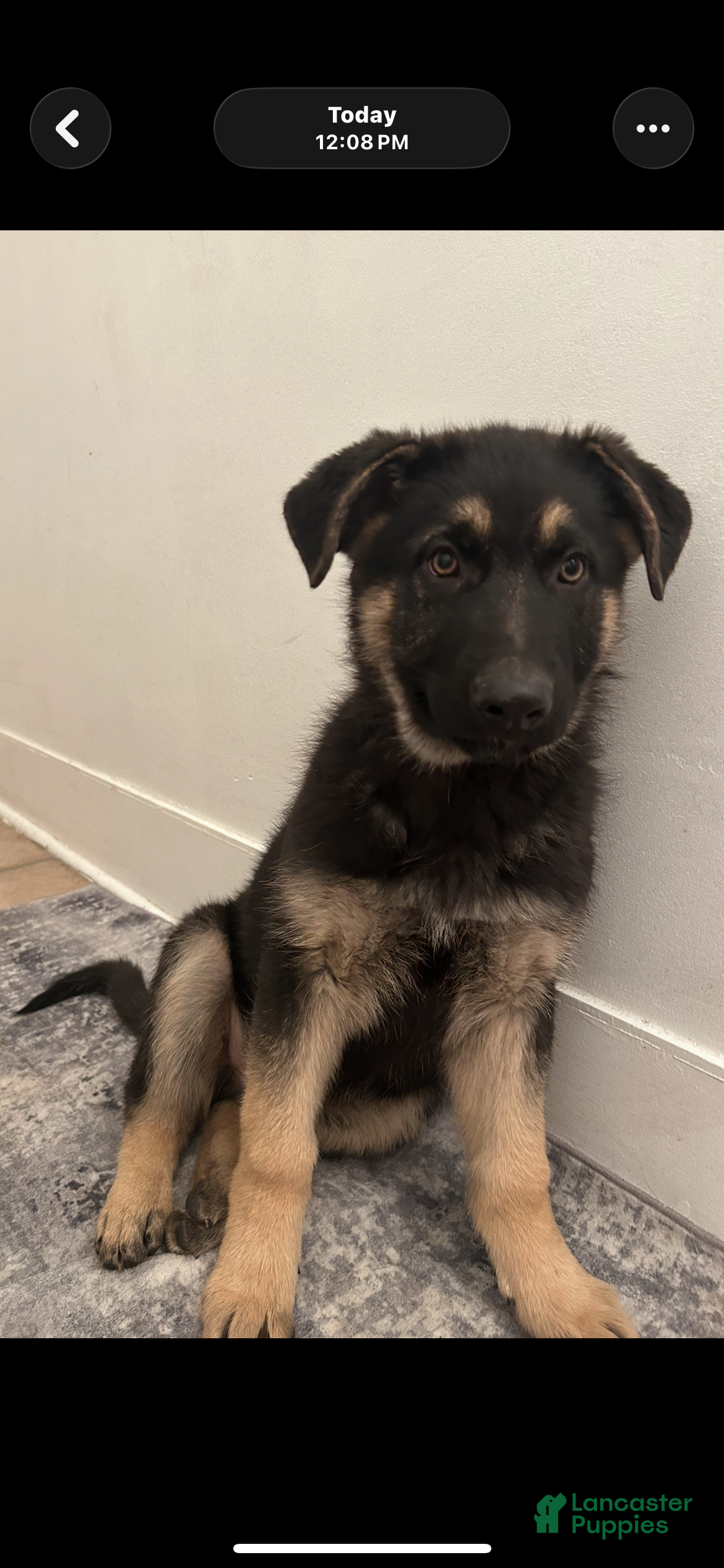 German Shepherd dogs for sale: German Shepherd Puppy 1 - Ad 2