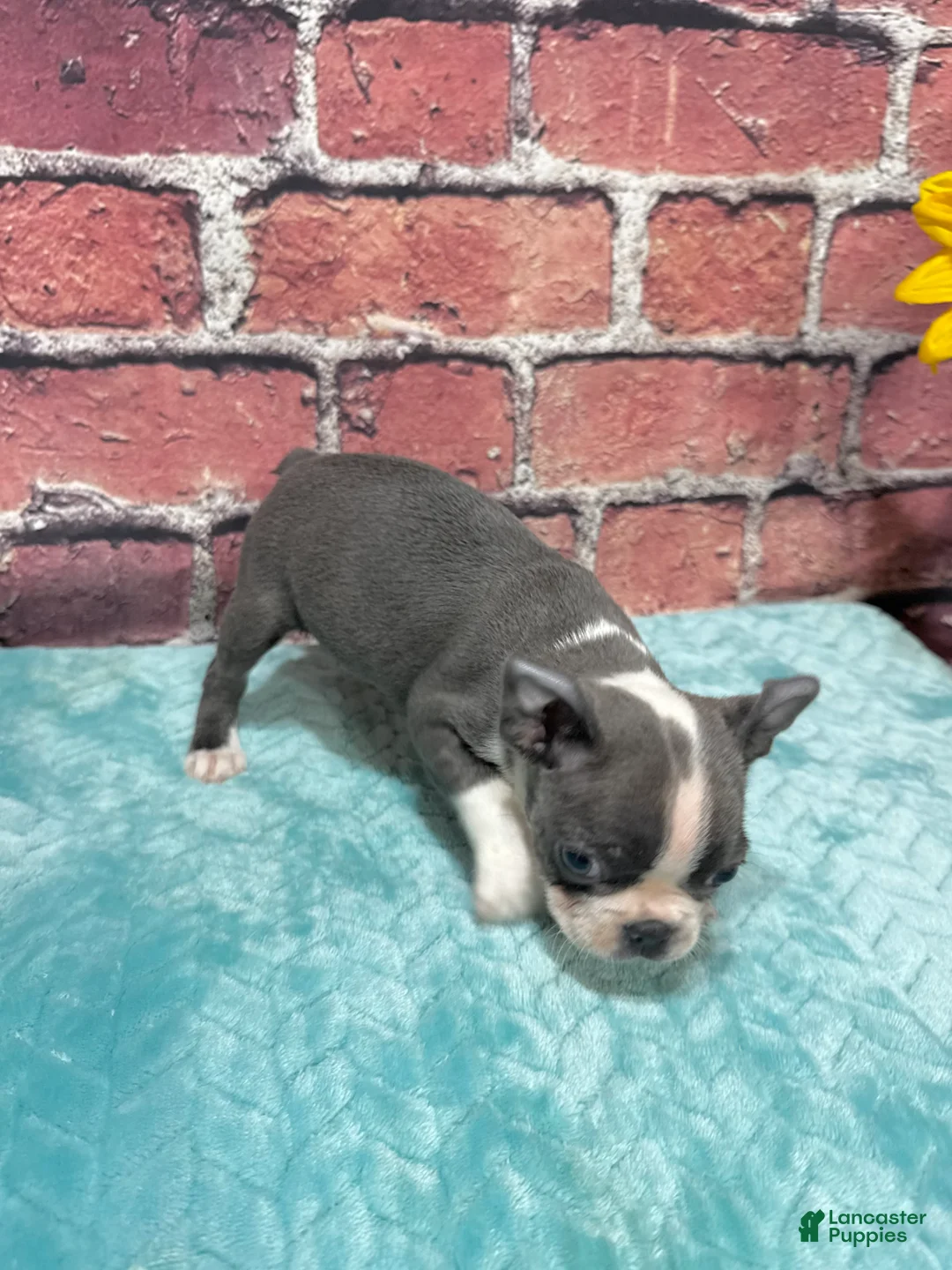 Boston Terrier dogs for sale: Boston Terrier 1 - Ad 2