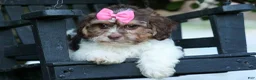 Teddy Bear dogs for sale:  Olive 🎀 - Ad 16