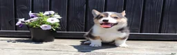 Welsh Corgi Pembroke dogs for sale: Indie - Ad 5