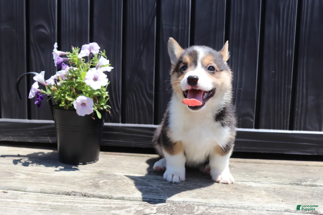 Welsh Corgi Pembroke dogs for sale: Indie - Ad 5