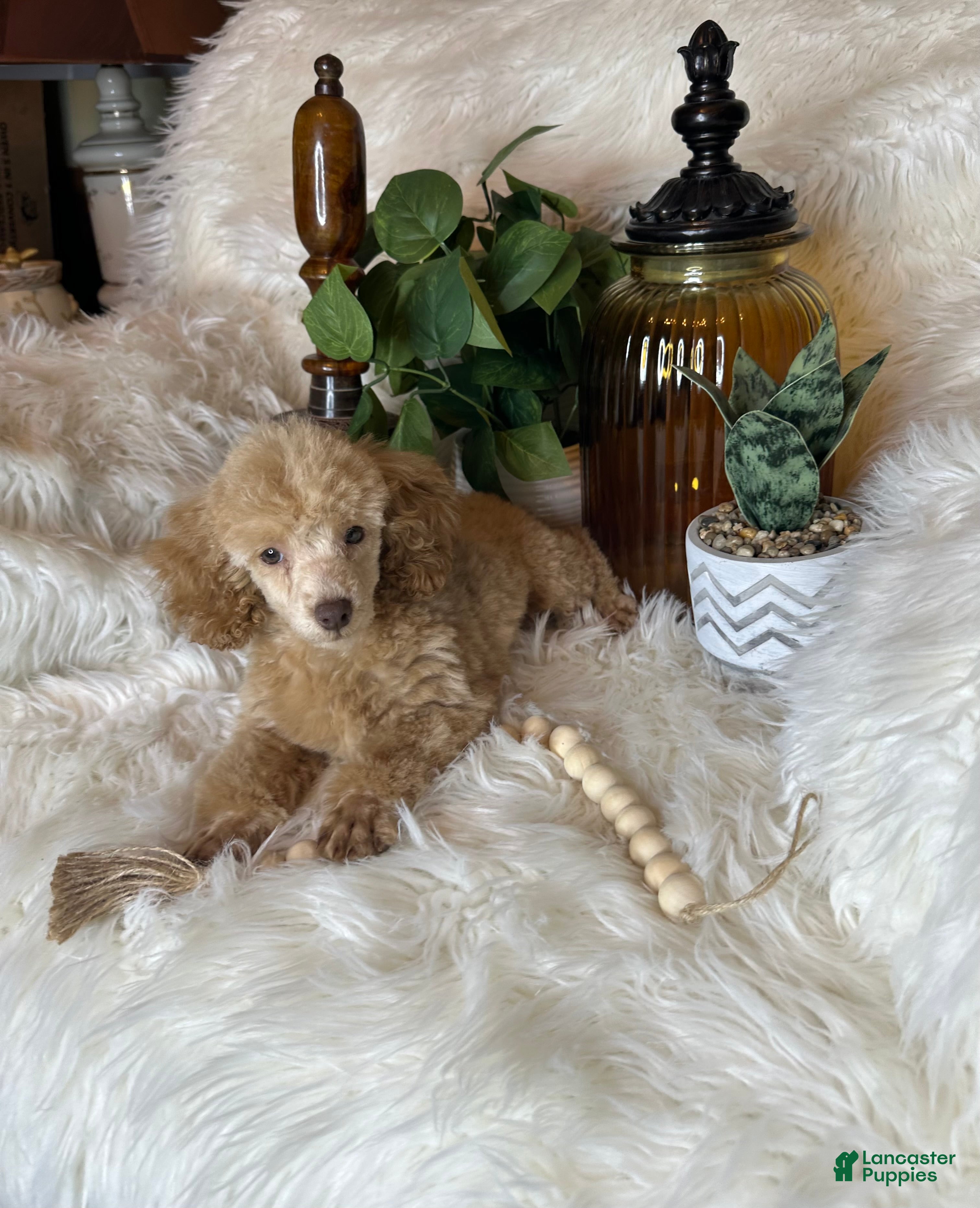 Toy Poodle dogs Yankee-Doodle - Ad 2