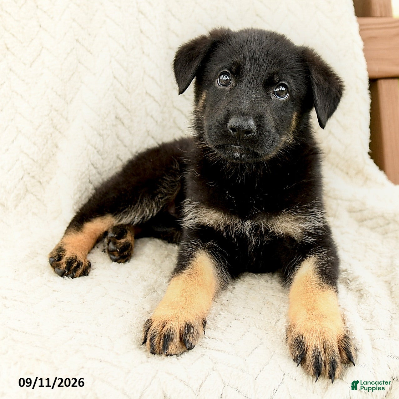 German Shepherd dogs Britta  - Ad 2
