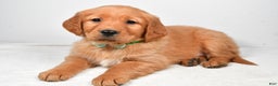Golden Retriever dogs for sale: Koda - Ad 2