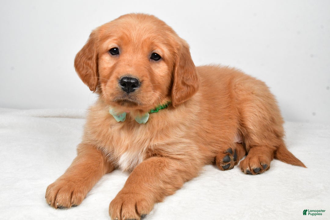 Golden Retriever dogs for sale: Koda - Ad 2